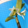 Dendrobium scabrilingue