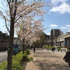 桜の季節品川新宿田町藤沢