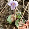 ありえないことを信じるキリスト者（5）イエス・キリストの贖いを信じる