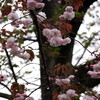 雨の日の八重桜