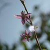 枸杞、榲桲、小紫、凌霄花、木槿、カサブランカ、桔梗、銀梅花