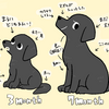 【犬】黒ラブクロエの７ヶ月成長記