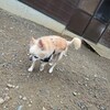 老犬ホームあん｜新人さん ラン ^^