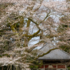 桜前線-3