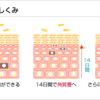 あなたは知ってる？ターンオーバーのはなし