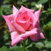 「秋花剪定」始めました