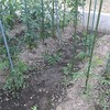 トマト近況＆アブラムシ ～Status of tomatoes＆ Aphids