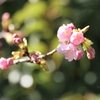 東浦和　河津桜の名所　井沼方公園　開花しました。