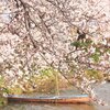 海津市の桜の名所　中江川