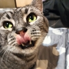 ［158］猫と冒険 帰り道編 その40（仏舎利塔への道 その4 😾神様が怒って看板をぶっ倒したのニャー。 ）