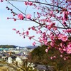 藤山公園 梅の花
