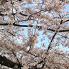 3月28日（火）久々のリアル取材と、散り始めた桜。