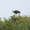Limpkin ツルモドキ