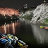 千鳥ヶ淵「夜桜ライトアップ」はいつからいつまで？2025年開花状況と鑑賞ルートを紹介｜見どころ、ライブカメラ、千代田さくらまつり、千鳥ヶ淵緑道（東京都千代田区）