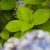雨の紫陽花と AF-S Nikkor 58mm F1.4 G