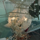【続】金沢21世紀美術館20周年記念「Ｐｏｐ－ｕｐ Ａｒｔ」サラ・ジー「喪失の美学」