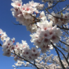 福岡県行橋市の千本桜は見事でした！！