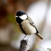 日本　文殊山の野鳥たち