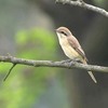 ９月２日の野鳥（２０１７　０９０２）その２