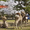 若草山の麓にて