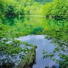 十和田八幡平国立公園の絶景21 エゾハルゼミの鳴く蔦沼