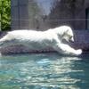 徳島動物園　ポロロはおもちゃに向かってジャンプ