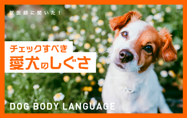 犬が首をかしげるしぐさの意味は？