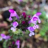 人参の横に可憐な綺麗な雑草の花。ホトケノザだと判明したけど、七草の仏の座とは別物らしいです。