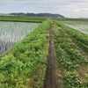 今年の水田草刈りはチョット変わってます（その1）