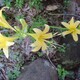 鐘馗水仙の花