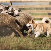 【2020年代的風景】将来の牧羊犬