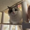 寒い土曜日。ふくちゃんはタワーのてっぺんでころころ。
