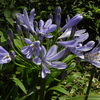 アガパンサス　青い花火　Agapanthus