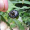 ハバチ幼虫とか