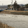 まだ、白鳥がいました！