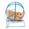 Why Hamster Needs Hamster Wheel