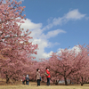 ゆめの里の早咲き桜