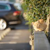 近隣市街地のねこさん