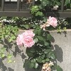 薔薇