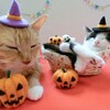 ただ一言で言えば、ハロウィン何すんの？ただ、それだけのブログです。