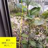 レモン栽培⑦　生え放題にしていた夏枝の剪定