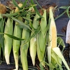 甘くて美味しい「おおもの」トウモロコシの密植栽培記録！株間15cmまで詰めてみた。