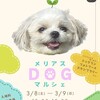 あと少しで メリアス dogマルシェ開催のお知らせ
// 3月8日.9日の2日開催  会場
まつぶし緑の丘公園