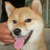 No.1272 こだま （柴犬 1〜2歳位 ♀）