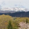 桜散らしの雨のあと他