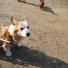 老犬ホームあん｜完全な形