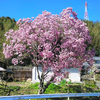 ピンクの木蓮が咲いていた・・・湯布院➡阿蘇方面