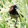 シマキンパラ(Scaly-breasted Munia)