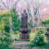 柿生の浄慶寺・桜色に包まれた愉快な羅漢さんたち