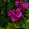 なでしこのその花にもが朝な朝な･･･巻第3-408